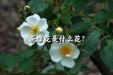 荼靡花是什么花？