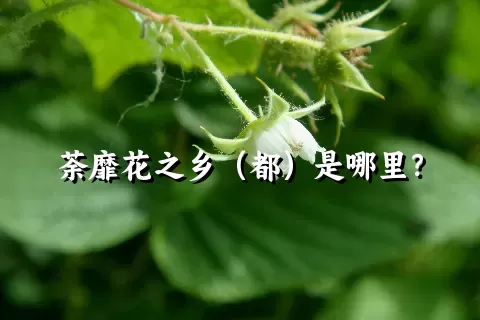 荼靡花之乡（都）是哪里？