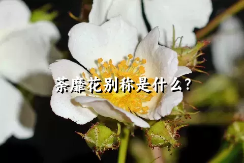 荼靡花别称是什么？