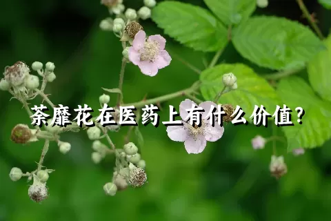 荼靡花在医药上有什么价值？