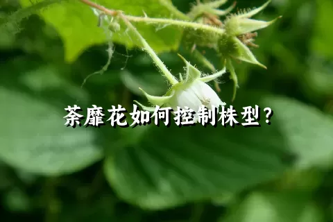 荼靡花如何控制株型？