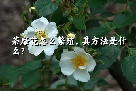 荼靡花怎么繁殖，其方法是什么？