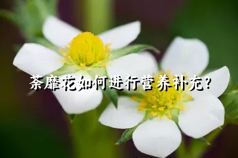 荼靡花如何进行营养补充？