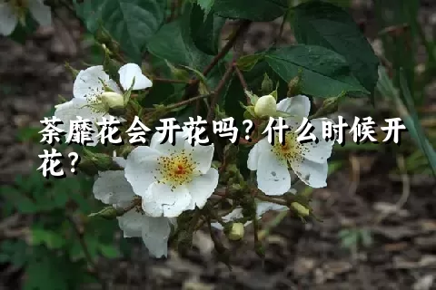 荼靡花会开花吗？什么时候开花？