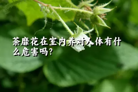 荼靡花在室内养对人体有什么危害吗？