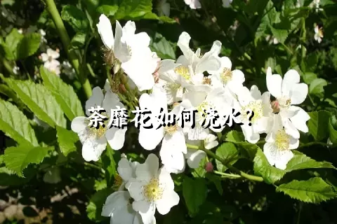 荼靡花如何浇水？