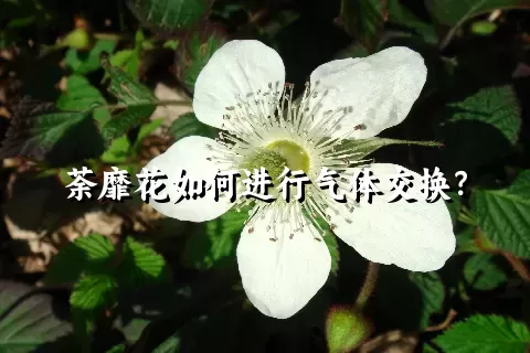 荼靡花如何进行气体交换？