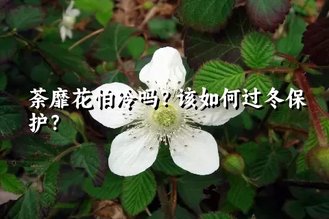 荼靡花怕冷吗？该如何过冬保护？