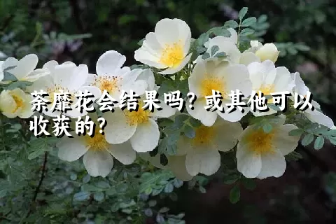 荼靡花会结果吗？或其他可以收获的？