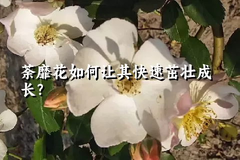 荼靡花如何让其快速茁壮成长？