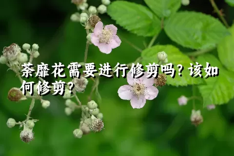 荼靡花需要进行修剪吗？该如何修剪？