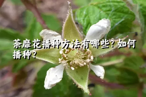 荼靡花播种方法有哪些？如何播种？