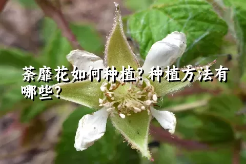 荼靡花如何种植？种植方法有哪些？