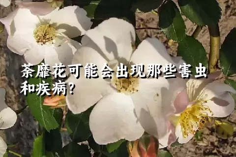 荼靡花可能会出现那些害虫和疾病？