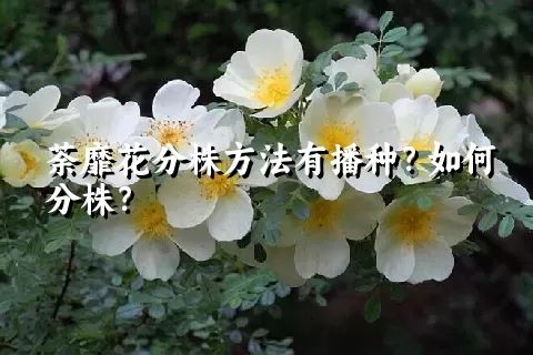 荼靡花分株方法有播种？如何分株？