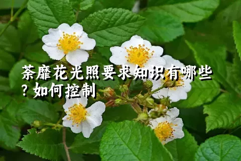 荼靡花光照要求知识有哪些？如何控制