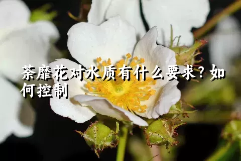 荼靡花对水质有什么要求？如何控制