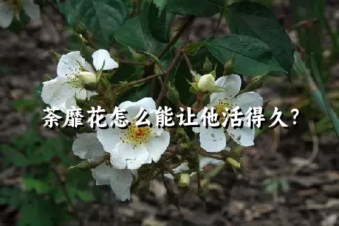 荼靡花怎么能让他活得久？