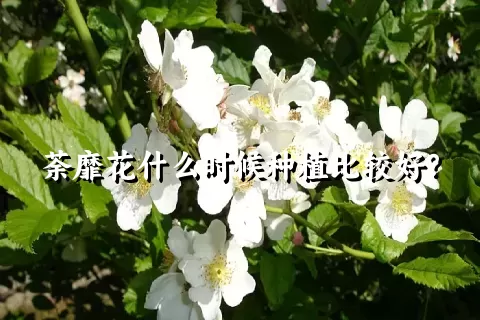 荼靡花什么时候种植比较好？