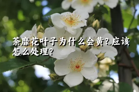 荼靡花叶子为什么会黄？应该怎么处理？