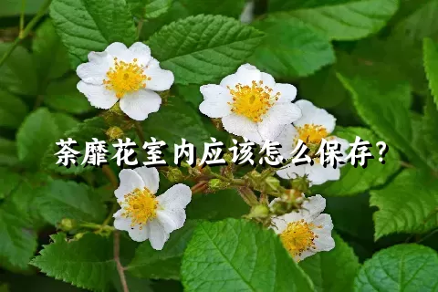 荼靡花室内应该怎么保存？