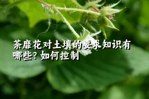 荼靡花对土壤的要求知识有哪些？如何控制