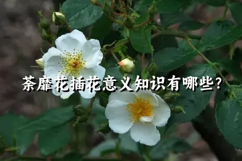 荼靡花插花意义知识有哪些？