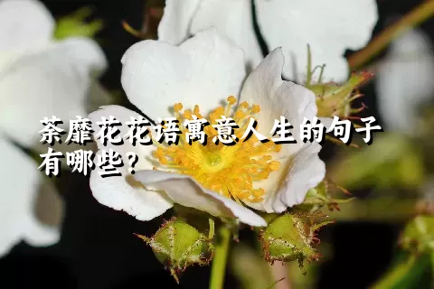 荼靡花花语寓意人生的句子有哪些？