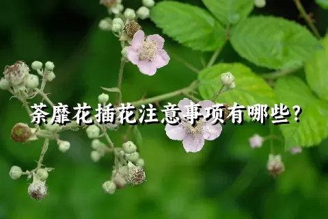 荼靡花插花注意事项有哪些？