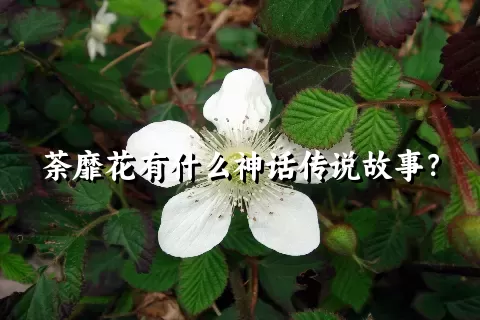 荼靡花有什么神话传说故事？