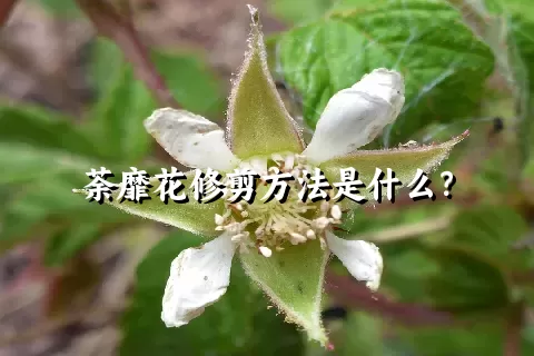 荼靡花修剪方法是什么？