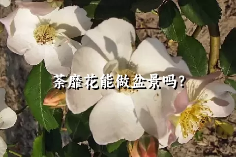 荼靡花能做盆景吗？