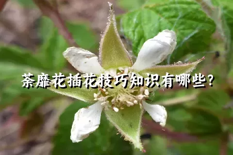 荼靡花插花技巧知识有哪些？