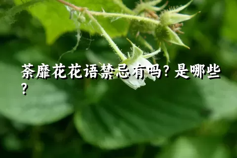 荼靡花花语禁忌有吗？是哪些？