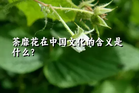 荼靡花在中国文化的含义是什么？