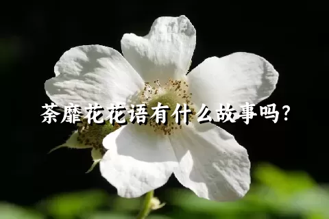 荼靡花花语有什么故事吗？