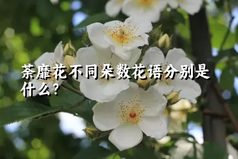 荼靡花不同朵数花语分别是什么？