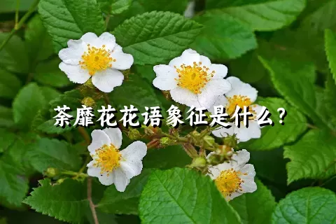 荼靡花花语象征是什么？