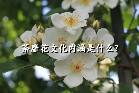 荼靡花文化内涵是什么？