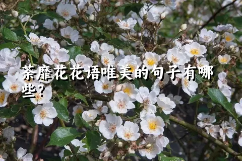 荼靡花花语唯美的句子有哪些？