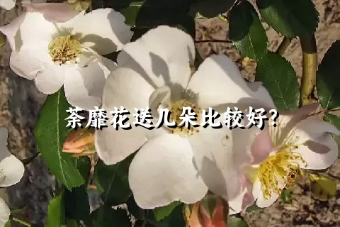 荼靡花送几朵比较好？