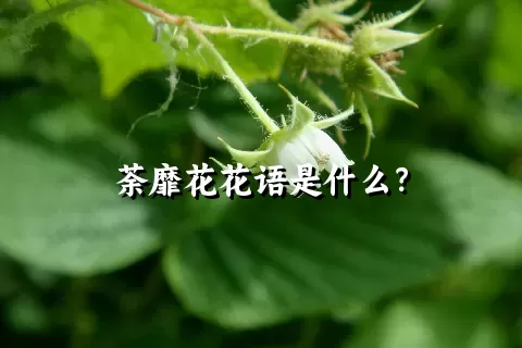 荼靡花花语是什么？