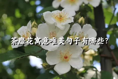 荼靡花寓意唯美句子有哪些？