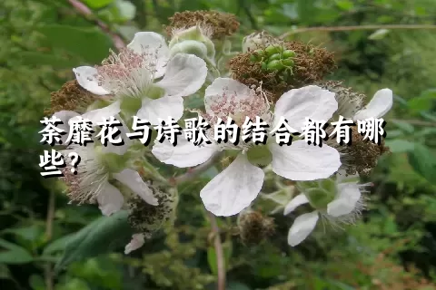 荼靡花与诗歌的结合都有哪些？