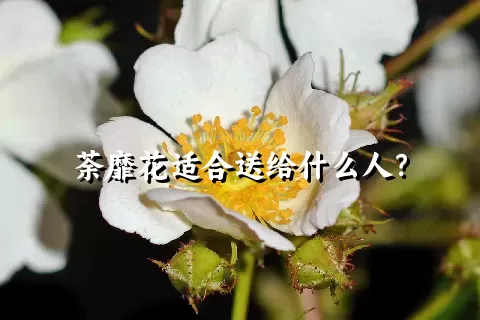 荼靡花适合送给什么人？