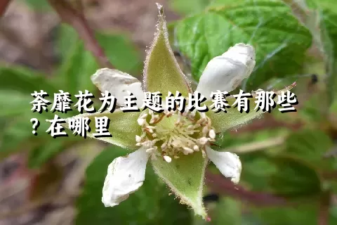 荼靡花为主题的比赛有那些？在哪里