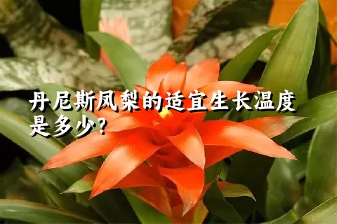 丹尼斯凤梨的适宜生长温度是多少？