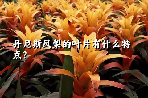 丹尼斯凤梨的叶片有什么特点？