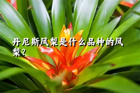 丹尼斯凤梨是什么品种的凤梨？