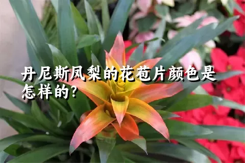 丹尼斯凤梨的花苞片颜色是怎样的？